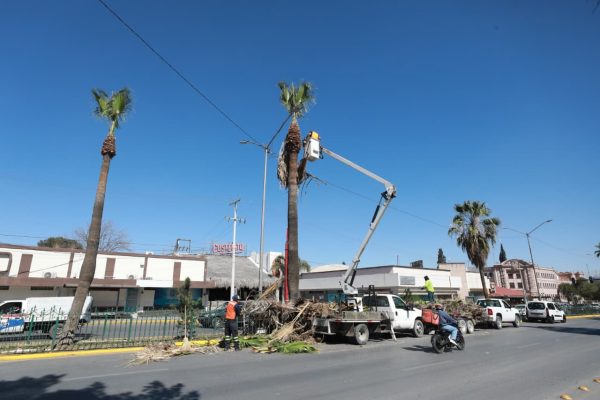 Atiende Gobierno de Saltillo palmas en bulevar V. Carranza