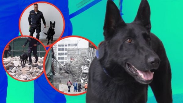 Él es Togo, el perrito rescatista en el derrumbe en San Antonio Abad