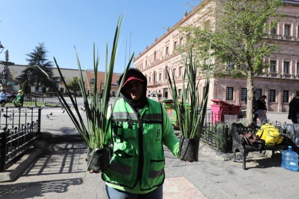 Embellece Municipio de Saltillo áreas verdes de la Plaza de Armas
