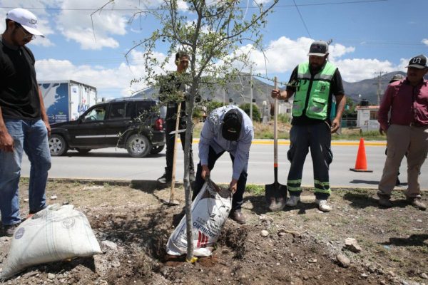 Refuerza Ayuntamiento acciones de reforestación al sur de Saltillo