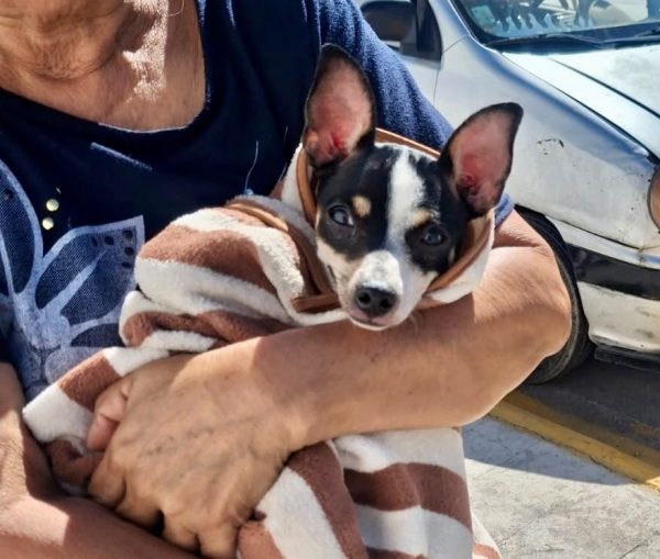 Promueven en Ramos, una mejor atención para mejorar el bienestar de perros y gatos