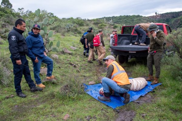Acusan a Profepa de montaje en caso del tigre Kenzo: Así habría sido el fallido operativo de rescate