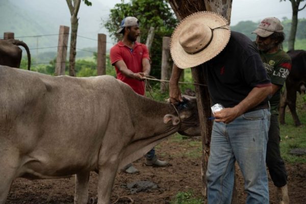 EU reabrirá la frontera al ganado mexicano a partir de agosto tras control del gusano barrenador
