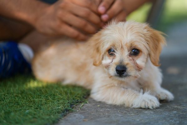 Fortalece DIF Ramos Arizpe el bienestar animal con jornadas permanentes de atención