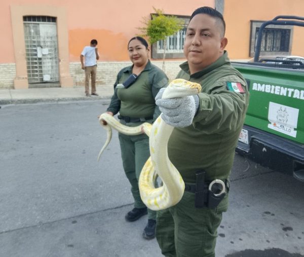 Atiende Policía Ambiental reporte de avistamiento de Pitón Burmés Albino en el centro de Saltillo