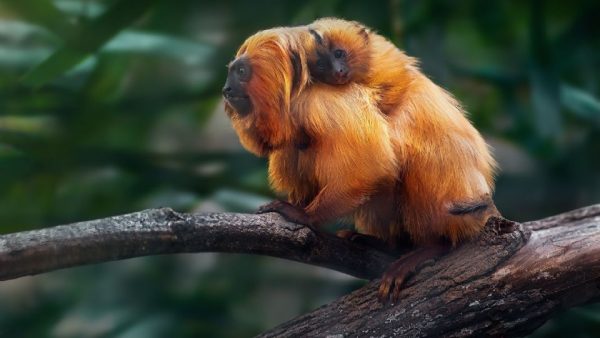 Brasil declara la primera Área de Patrimonio de la Vida Salvaje terrestre para dar refugio al tití león dorado