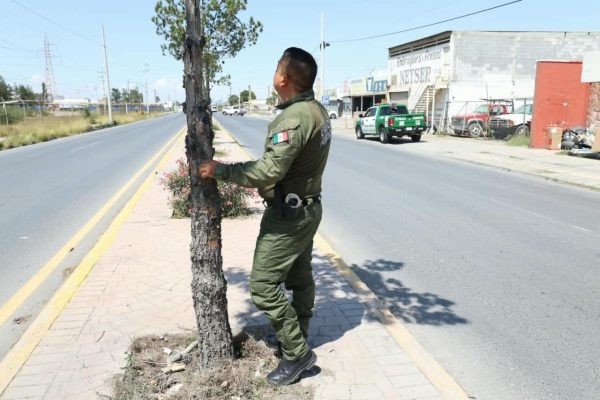 Investiga Saltillo poda irregular de pinos