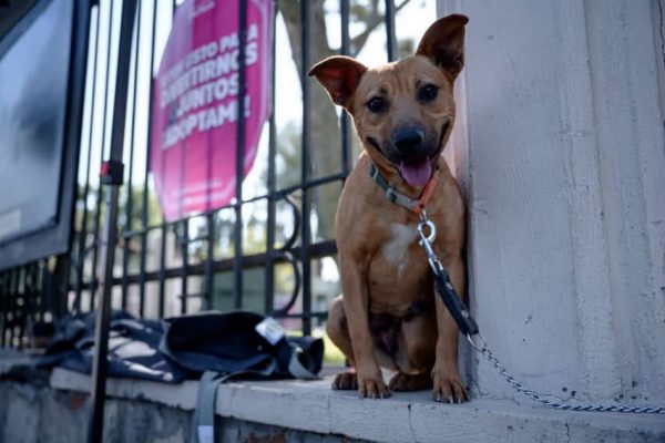 Impone Municipio multas por maltrato a seres sintientes