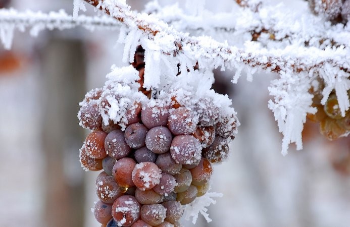 El curioso caso del “vino de hielo”