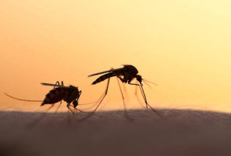 ¿A quienes eligen los mosquitos?