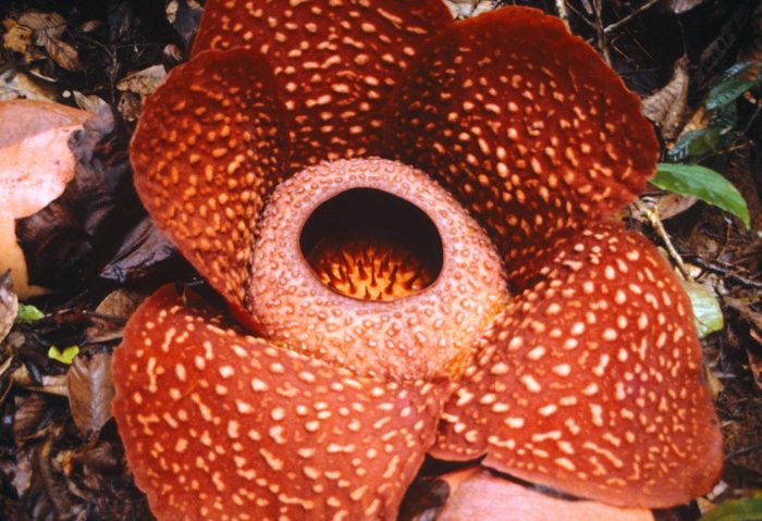 Una de las flores más grandes del mundo huele a cadáver