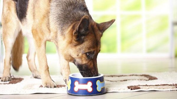 ¿Tu perro come rápido?, aprende cómo evitarlo.