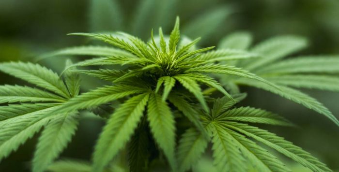 Científicos canadienses estudian posible resistencia al Covid-19 generada por cannabis