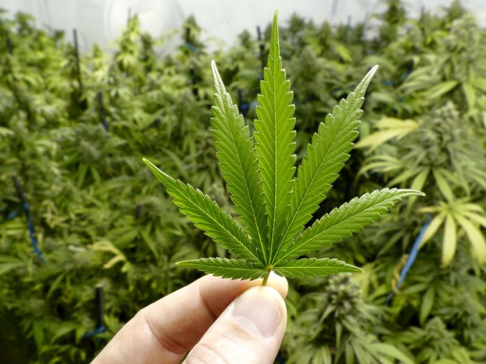 La Cámara Baja de Estados Unidos aprobó un proyecto de ley para despenalizar la marihuana a nivel federal