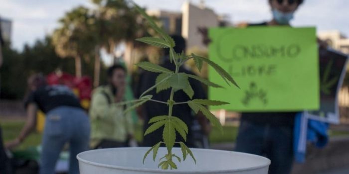 SCJN declaró inconstitucional castigar la portación mayor a 5 gramos de marihuana