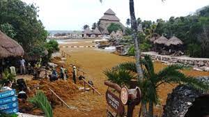 Sargazo en Cancún y Playa del Carmen: parques de Grupo Xcaret, invadidos