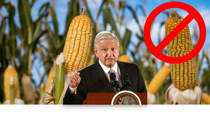 México, dándose ‘un tiro en el pie’: prohibición del maíz transgénico empeorará inflación