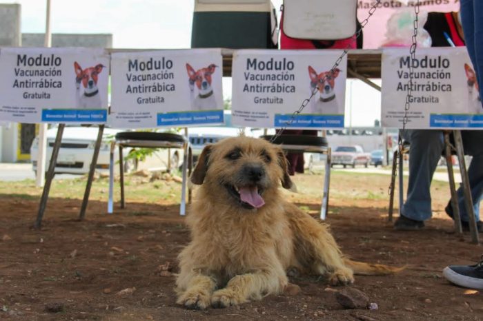 INVITAN A EXTREMAR CUIDADOS CON MASCOTAS