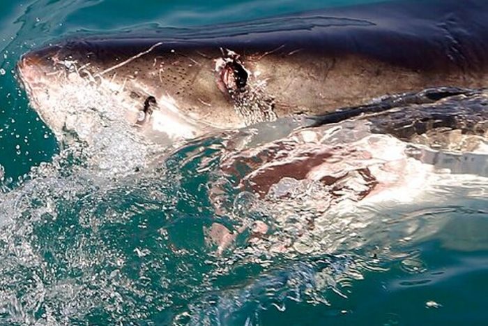 “Tiburones cocaína”: la conexión inquietante entre narcotráfico y vida marina en Florida