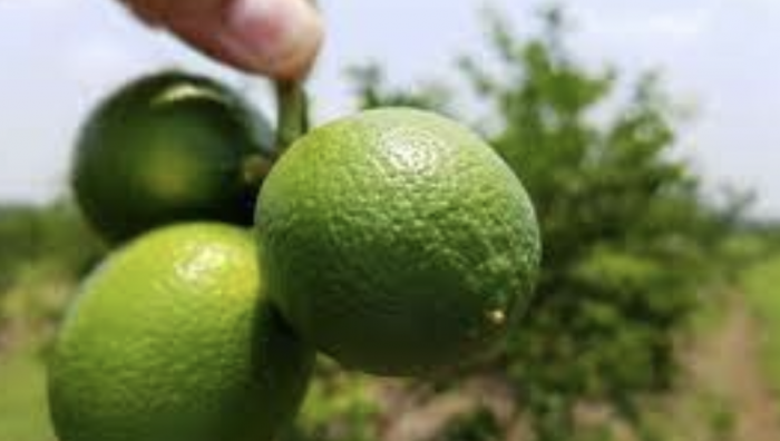 Limones son ‘rehenes’ del narco: Precio sube 7% por violencia contra agricultores