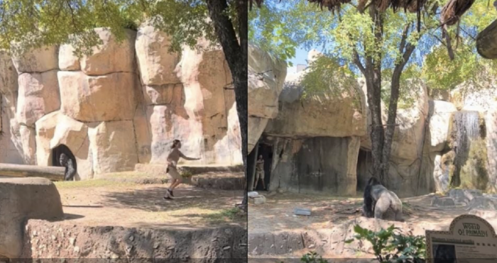Cuidadoras se quedan atrapadas junto a gorila en zoológico de Texas