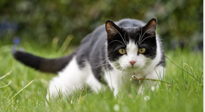 Cuáles son las PEORES marcas de croquetas para tu gato, según la PROFECO