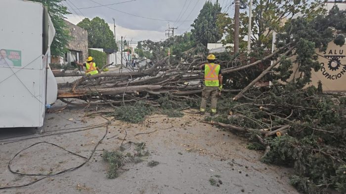 Atiende Gobierno Municipal reportes por árboles caídos