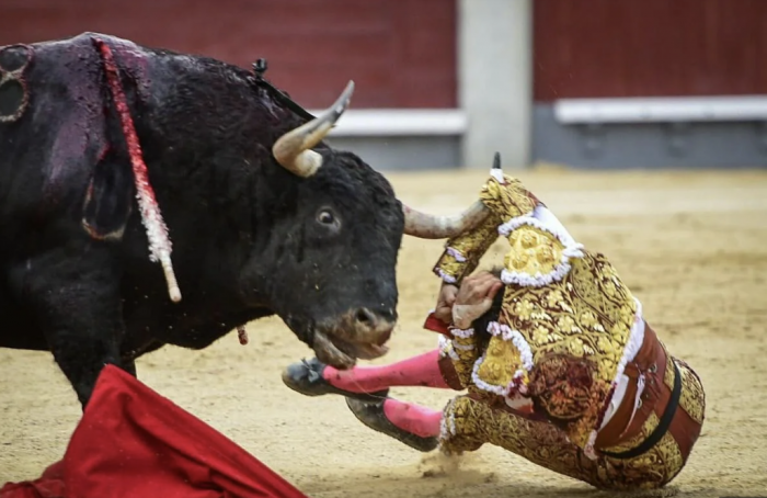 Torero peruano Roca Rey sufre escalofriante cornada en Madrid: su pronóstico es “grave”