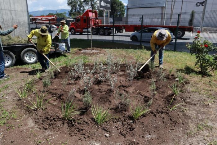 Reforesta e instala Gobierno de Saltillo jardines polinizadores en 'El Sarape'