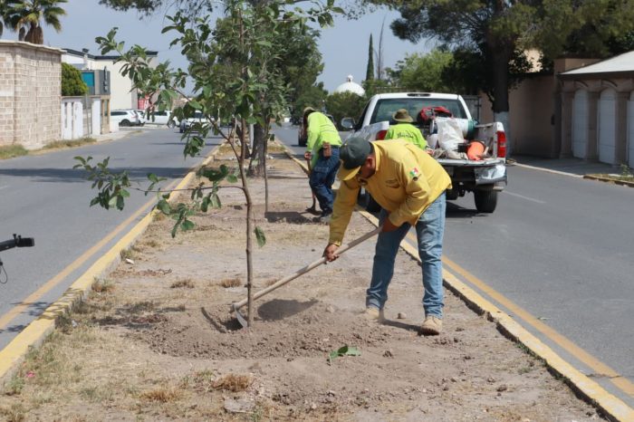 Reforesta Gobierno de Saltillo bulevar Rufino Tamayo
