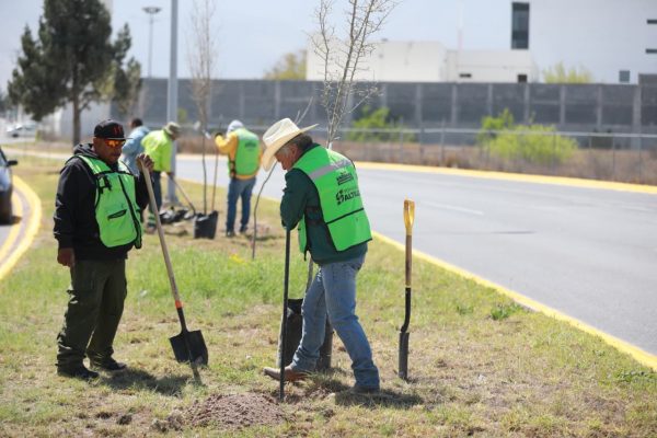 Fortalece Javier Díaz acciones de reforestación en la ciudad