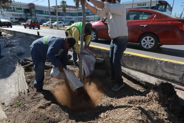 Impulsa Saltillo reforestación de vialidades con su programa “Bosques Lineales Urbanos”