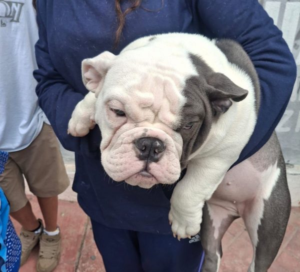 Fortalece Ramos Arizpe acciones permanentes de bienestar animal