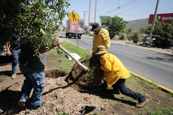 Refuerza Javier Díaz reforestación en vialidades y espacios públicos de Saltillo