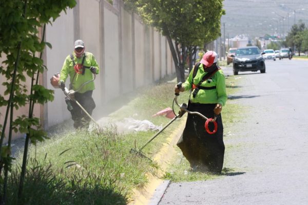 Instruye Javier Díaz intensa jornada de poda, limpieza y atención a espacios públicos