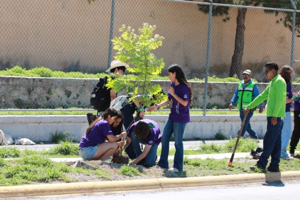 Reforesta Ayuntamiento bulevares y áreas verdes en favor de las familias