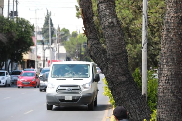 Trabaja Saltillo para proteger a la ciudadanía y al arbolado urbano