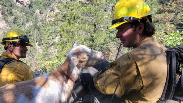 "Goldie" la inesperada voluntaria que acompaña a bomberos a combatir incendios en Colorado