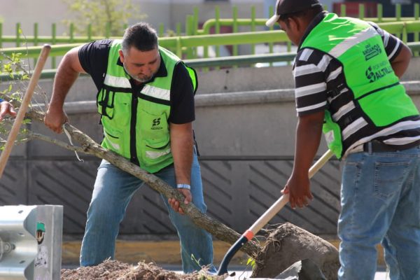 Reforesta Ayuntamiento áreas verdes y refuerza limpieza de vialidades