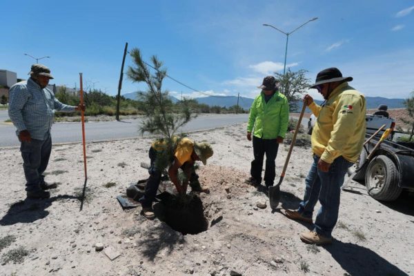 Refuerza Javier Díaz González reforestación en vialidades de Saltillo