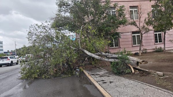 Remueven 2 árboles caídos durante lluvias de este viernes