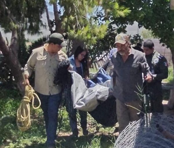 Participa Policía Ambiental en rescate de oso en ejido Cuautla