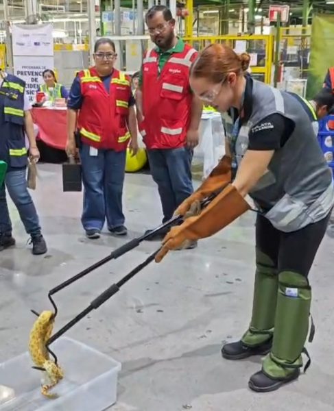 Promueve Policía Ambiental en empresas la protección de la fauna silvestre