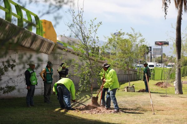 Realizan brigada de reforestación en Distribuidor Vial San Isidro