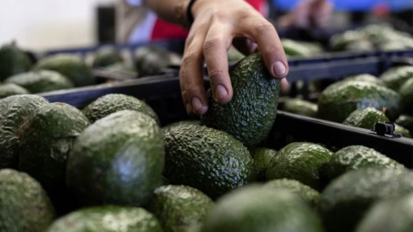 Vuelve el ‘oro verde’ mexicano a EU: Reanudarán inspecciones de aguacate en Michoacán este sábado