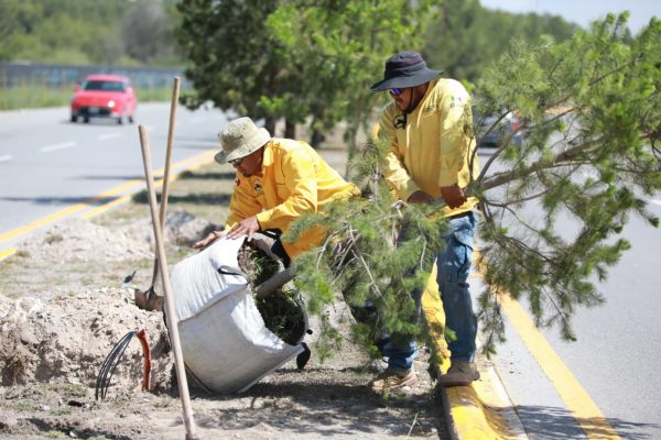 Reforesta Gobierno de Saltillo más tramos del bulevar José Musa