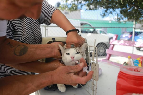 Acerca Javier Díaz atención veterinaria a seres sintientes
