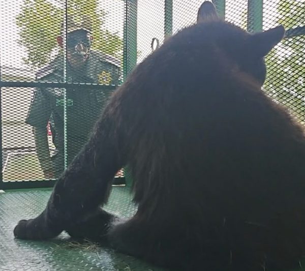Exhorta Policía Ambiental a reforzar medidas de prevención ante avistamientos de osos negros en Derramadero