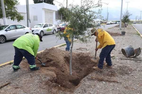 Fortalece Javier Díaz acciones de reforestación en vialidades de Saltillo